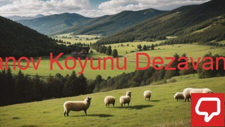 Romanov Koyunu Dezavantajları