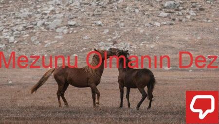 Açık Lise Mezunu Olmanın Dezavantajları