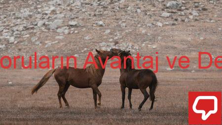 Açık Uçlu Soruların Avantaj ve Dezavantajları
