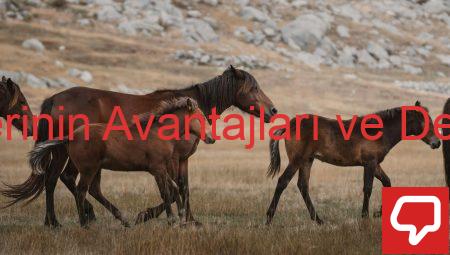 Aile Şirketlerinin Avantajları ve Dezavantajları
