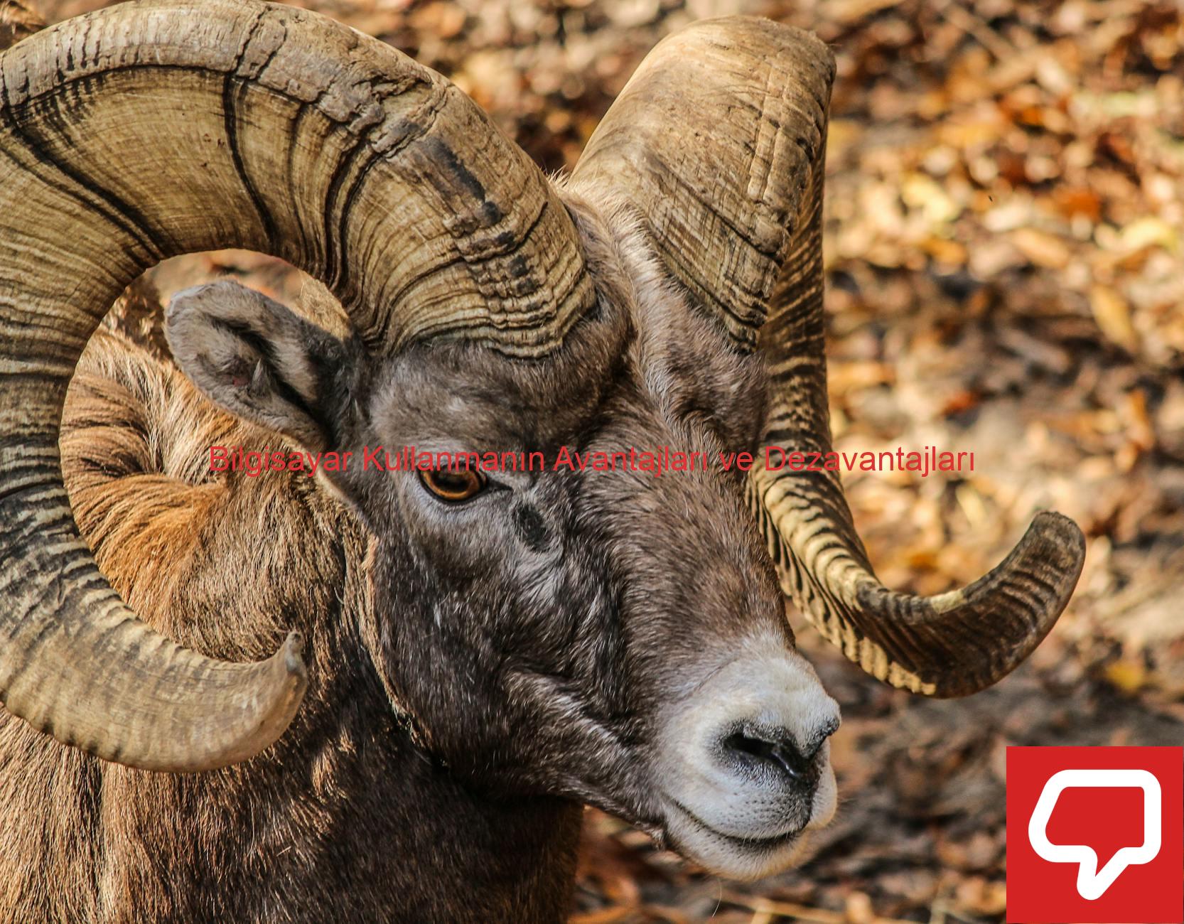 Bilgisayar Kullanmanın Avantajları ve Dezavantajları