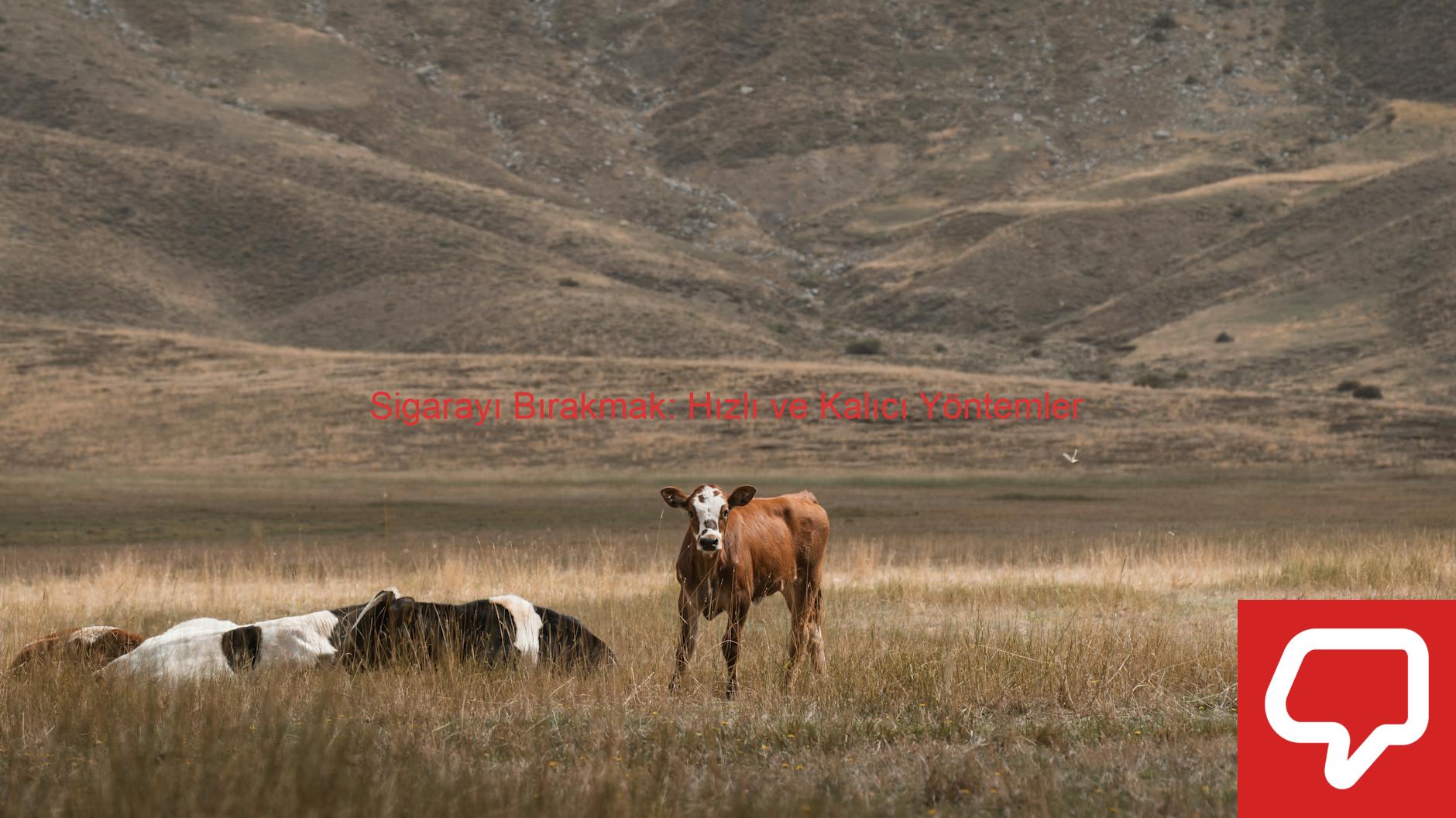 Sigarayı Bırakmak: Hızlı ve Kalıcı Yöntemler