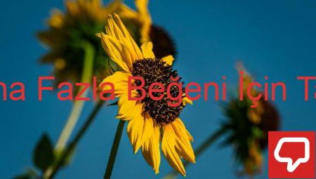 Instagram’da Daha Fazla Beğeni İçin Takipçi Satın Alma