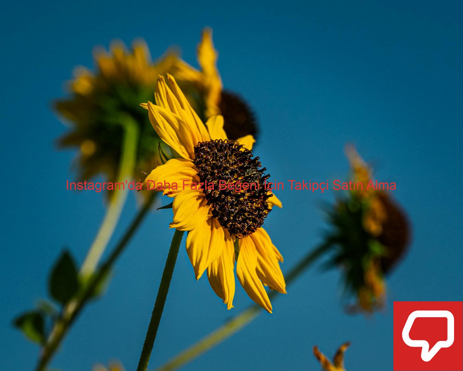 Instagram'da Daha Fazla Beğeni İçin Takipçi Satın Alma
