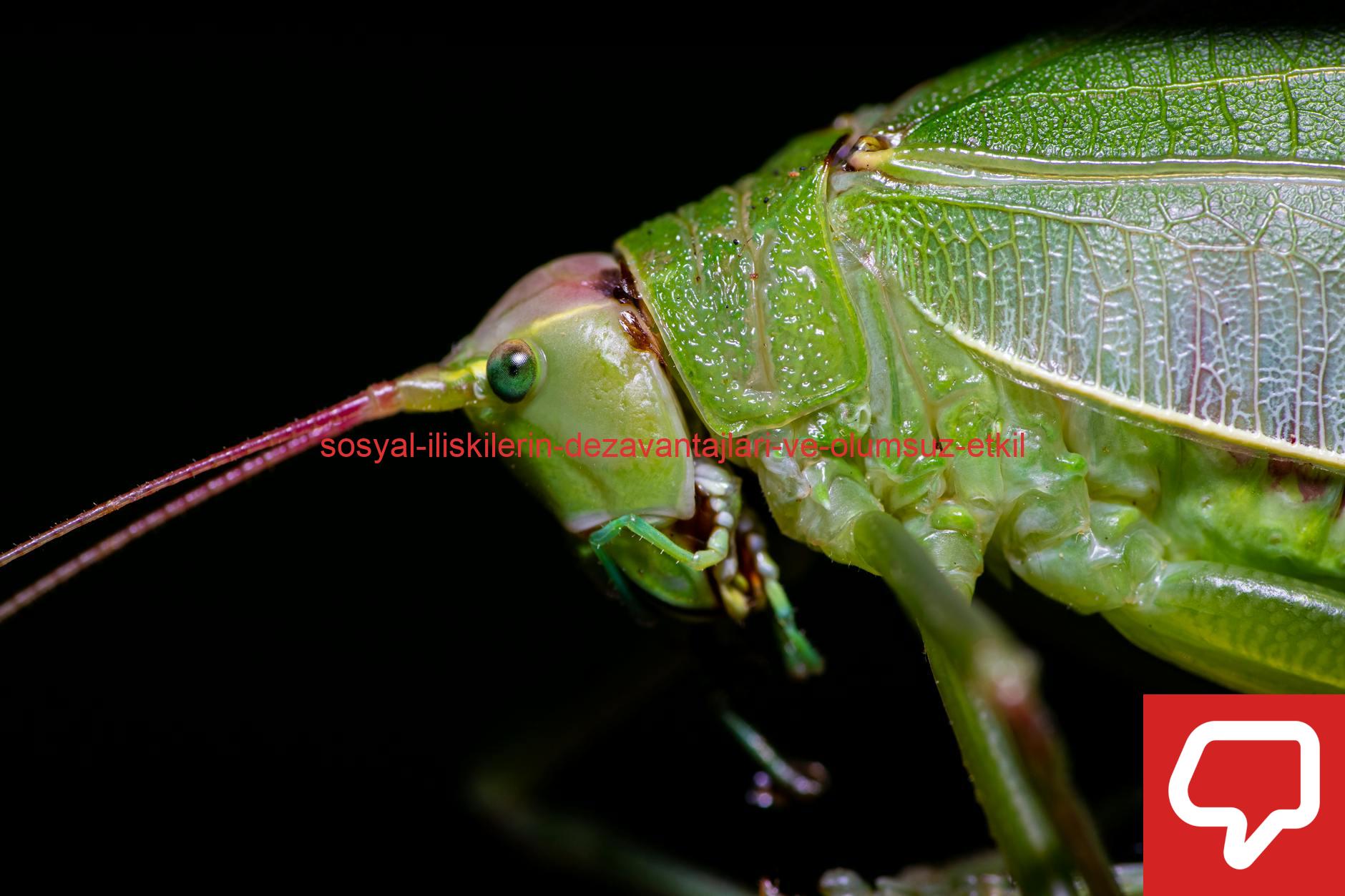 Detailed macro shot of a green katydid insect showcasing its vibrant colors and intricate textures.